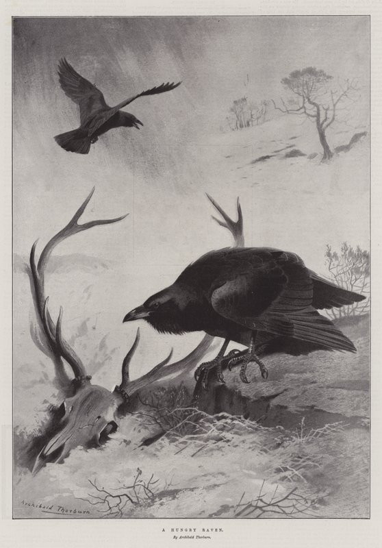 Aç bir Kuzgun by Archibald Thorburn