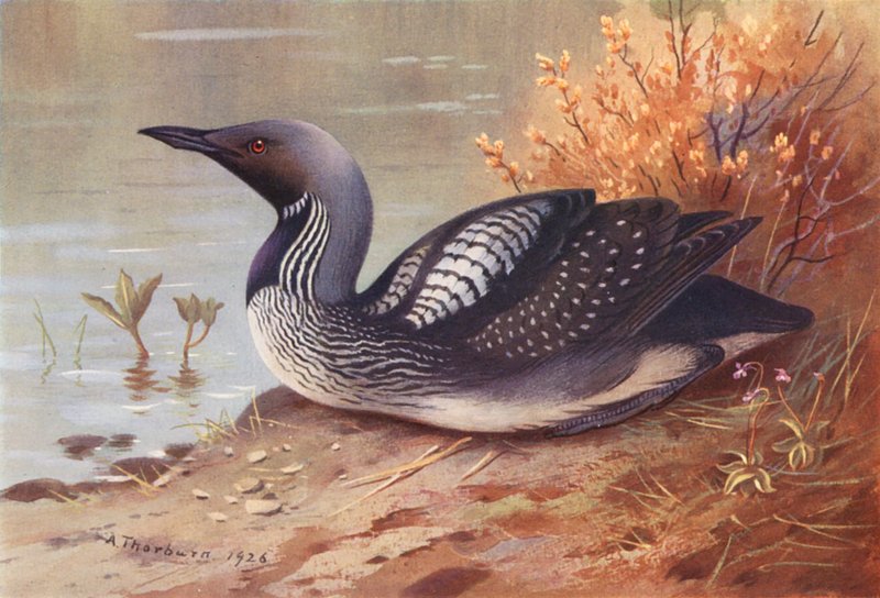  by Archibald Thorburn