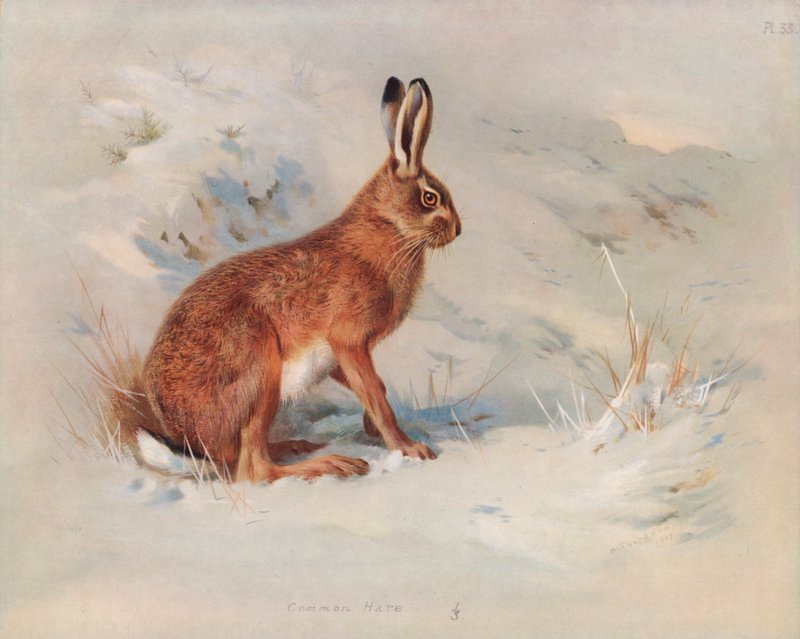 Ortak Tavşan by Archibald Thorburn
