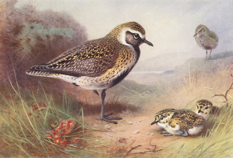  by Archibald Thorburn