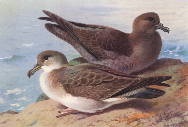  by Archibald Thorburn
