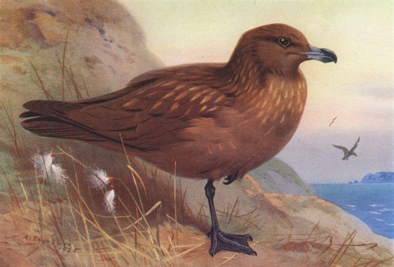  by Archibald Thorburn