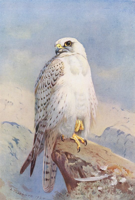  by Archibald Thorburn