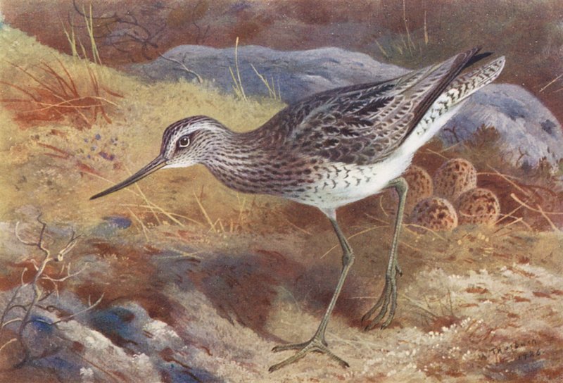  by Archibald Thorburn