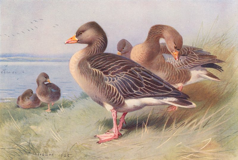  by Archibald Thorburn