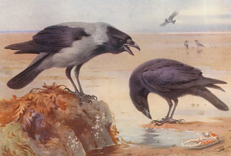  by Archibald Thorburn