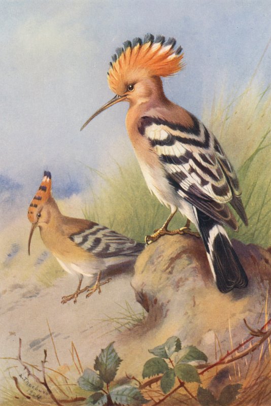  by Archibald Thorburn