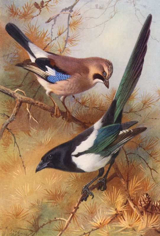  by Archibald Thorburn