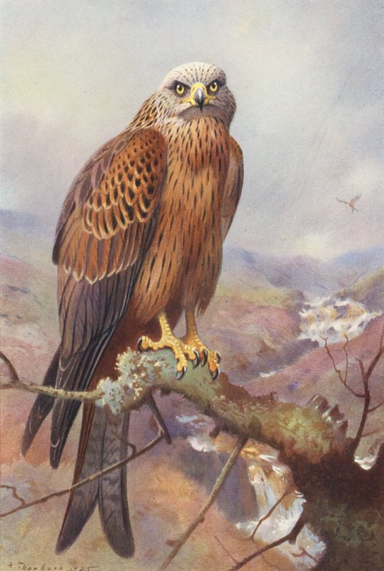  by Archibald Thorburn