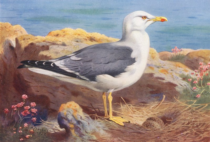  by Archibald Thorburn