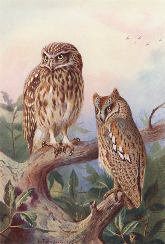  by Archibald Thorburn