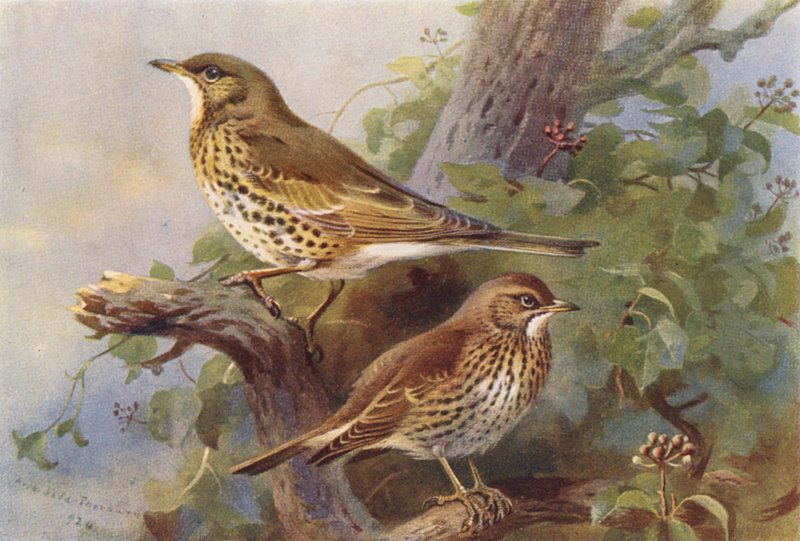  by Archibald Thorburn