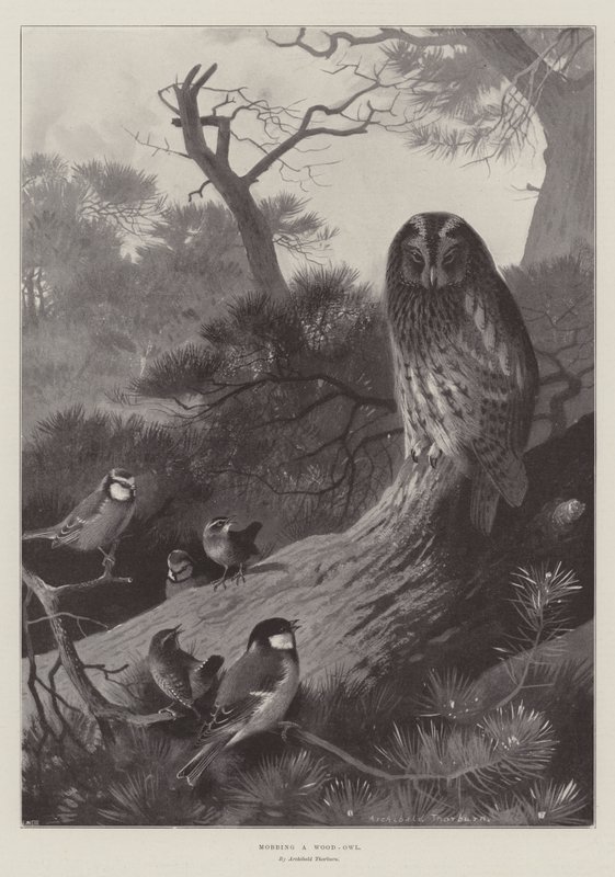 Ağaç Baykuşu Mobbingi by Archibald Thorburn