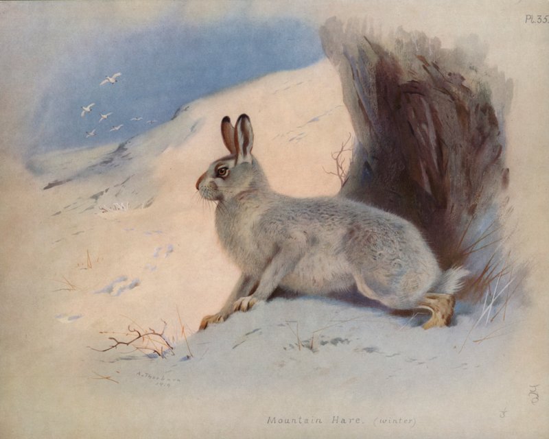 Dağ Tavşanı (kış) by Archibald Thorburn