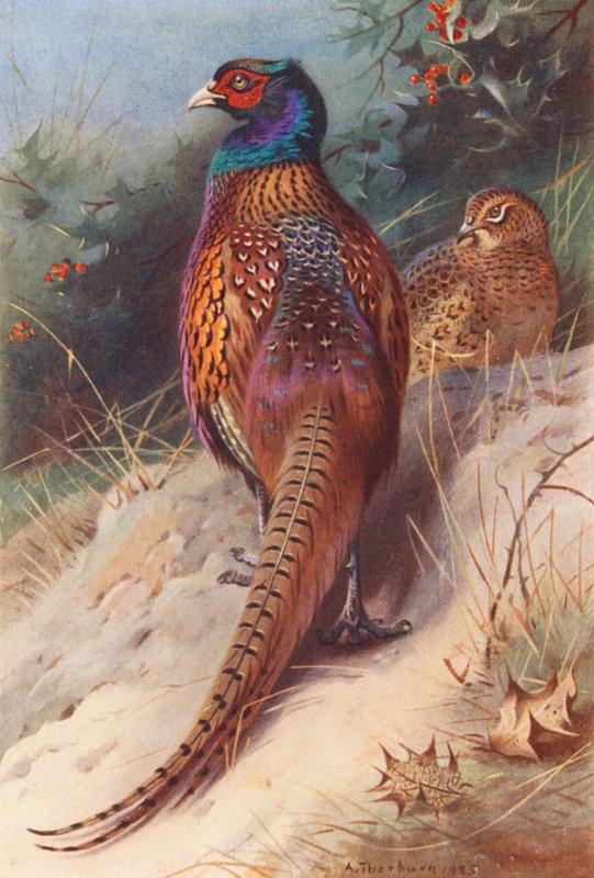  by Archibald Thorburn