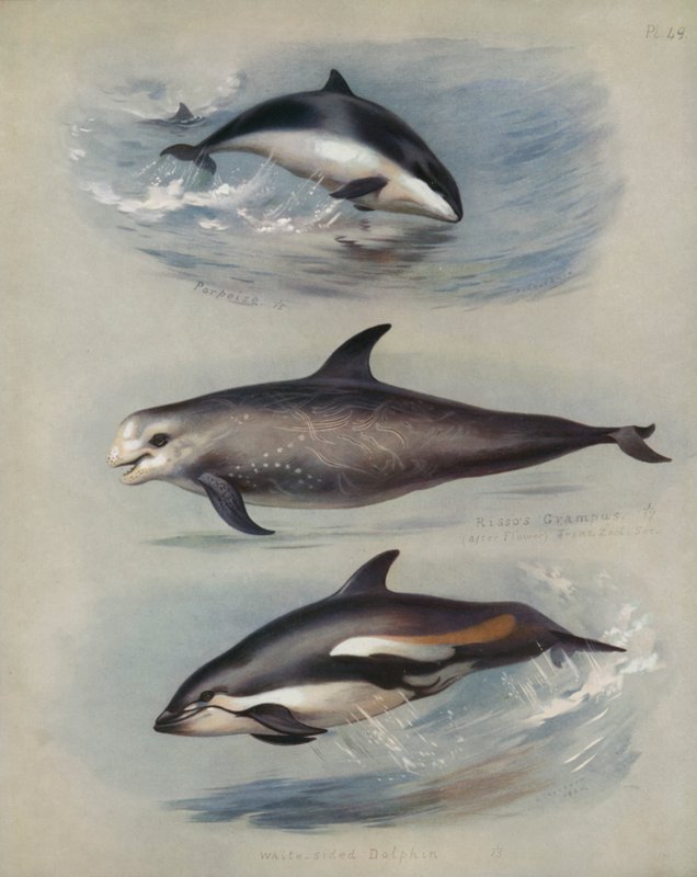 Porpoise, Rissos Grampus, Beyaz Taraflı Yunus by Archibald Thorburn
