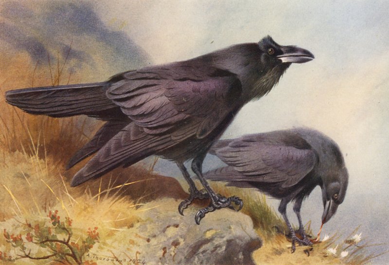  by Archibald Thorburn