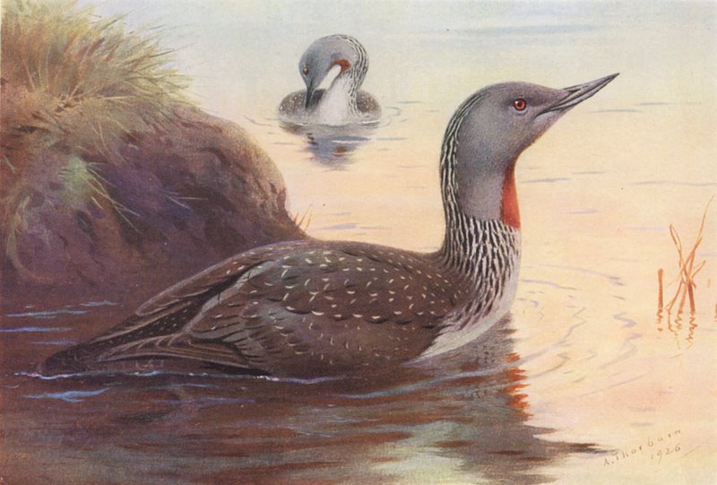  by Archibald Thorburn