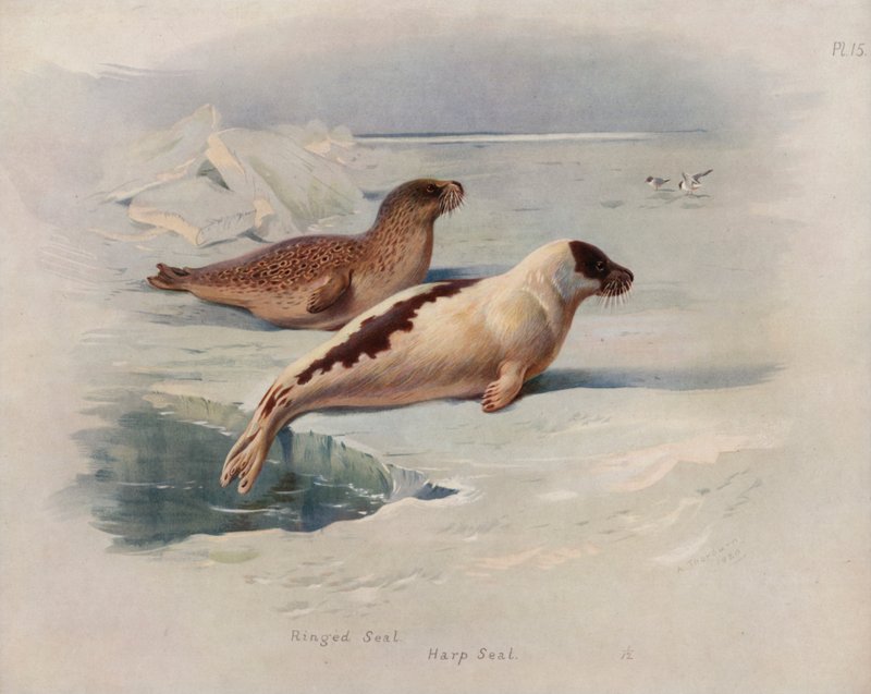 Halkalı Mühür, Arp Mührü by Archibald Thorburn