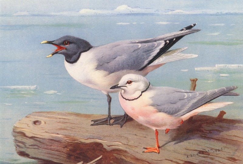  by Archibald Thorburn