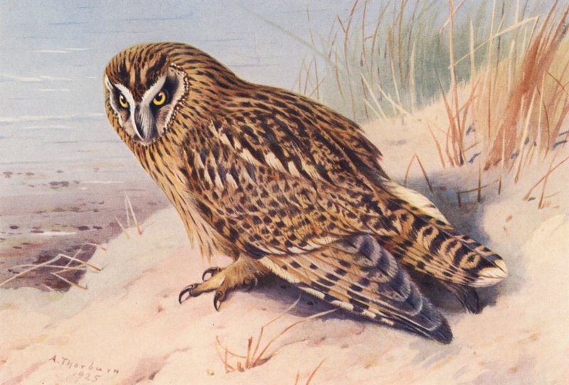  by Archibald Thorburn