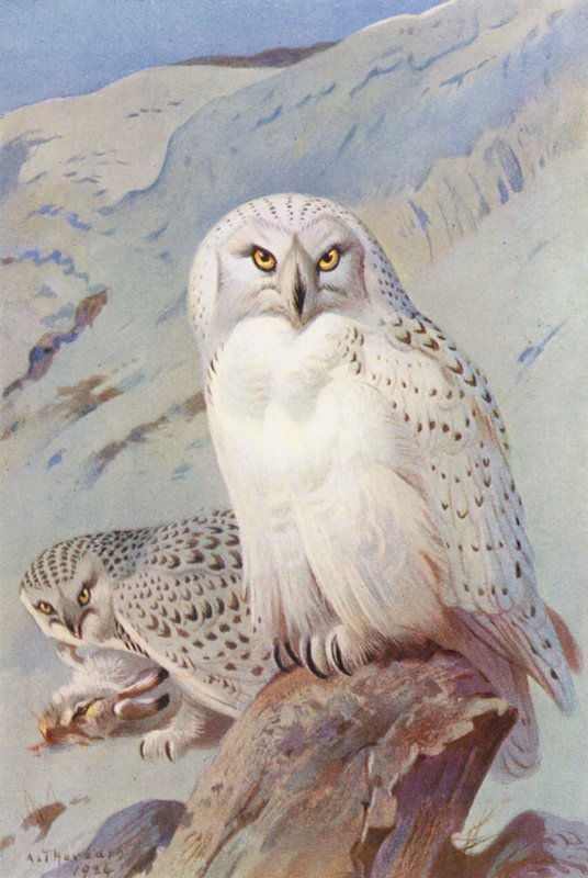  by Archibald Thorburn