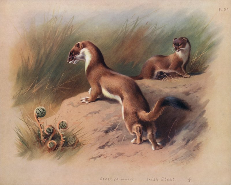 Kaktüs (yaz), İrlandalı Kaktüs (renkli litho) by Archibald Thorburn
