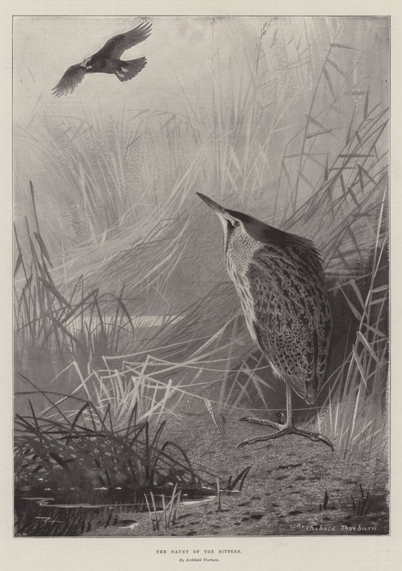 Bittern