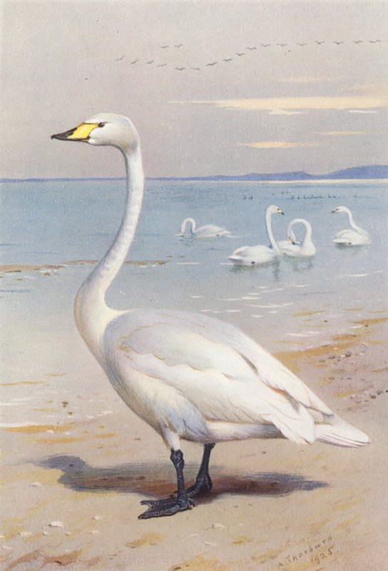  by Archibald Thorburn