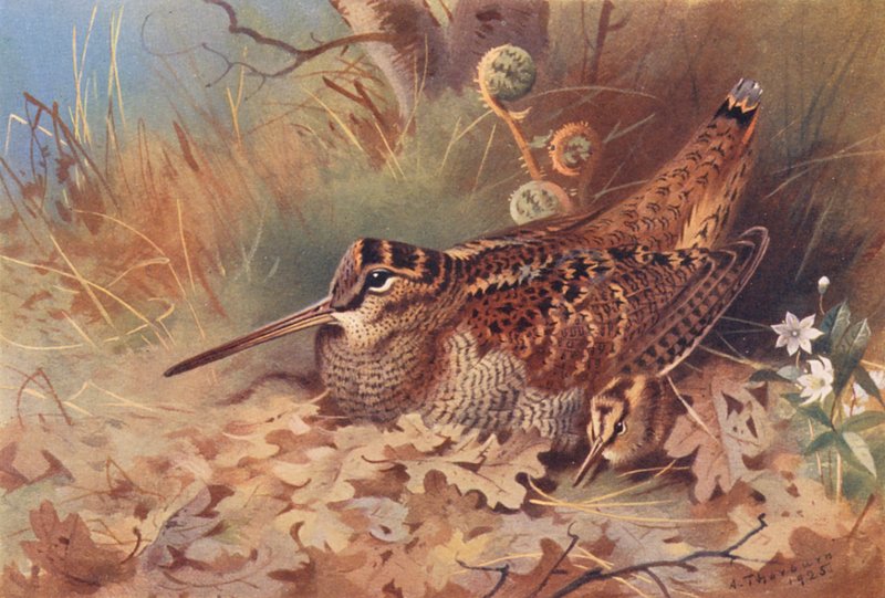  by Archibald Thorburn