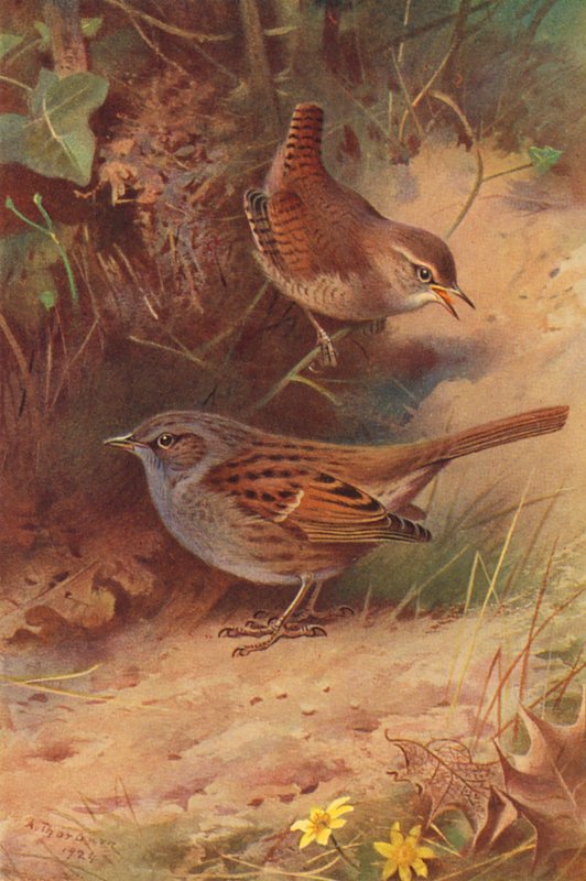  by Archibald Thorburn