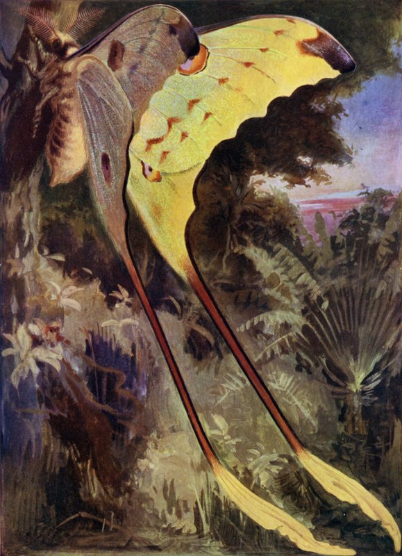 Madagaskar