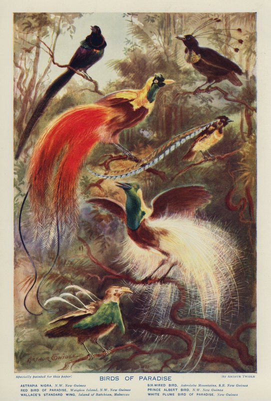  by Arthur Twidle