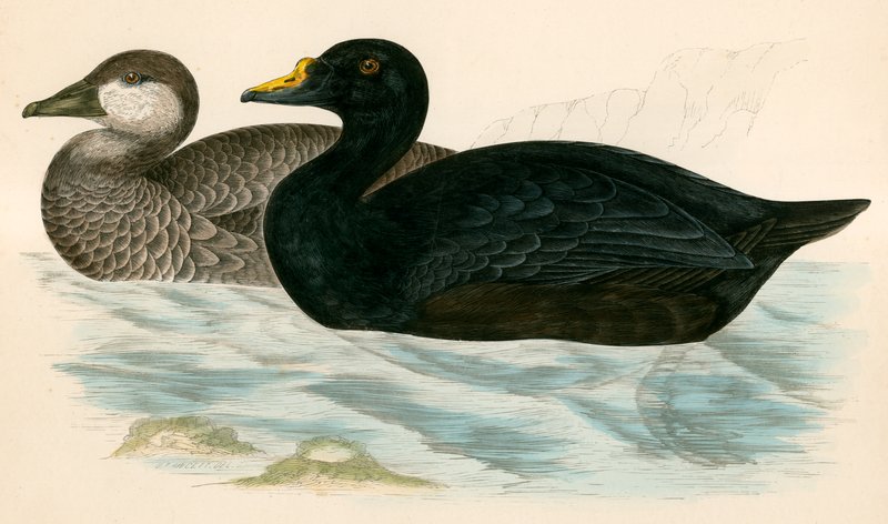 Ortak Scoter by Beverley R. Morris