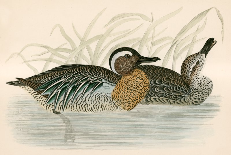 Garganey Turkuaz by Beverley R. Morris