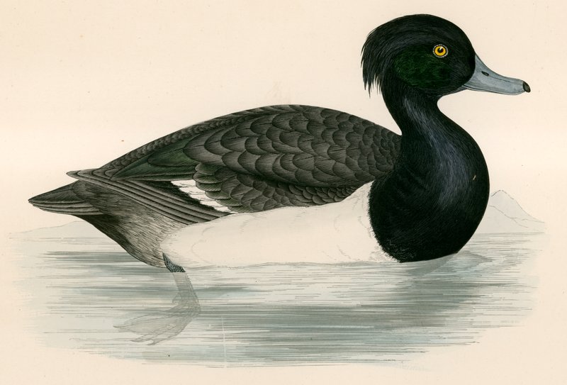 Tupted Duck by Beverley R. Morris