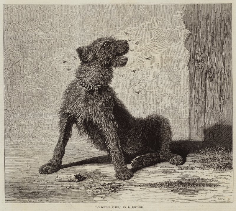 ಫ್ಲೈಸ್ ಟರ್ಕಿ ಕ್ಯಾಚಿಂಗ್ by Briton Riviere