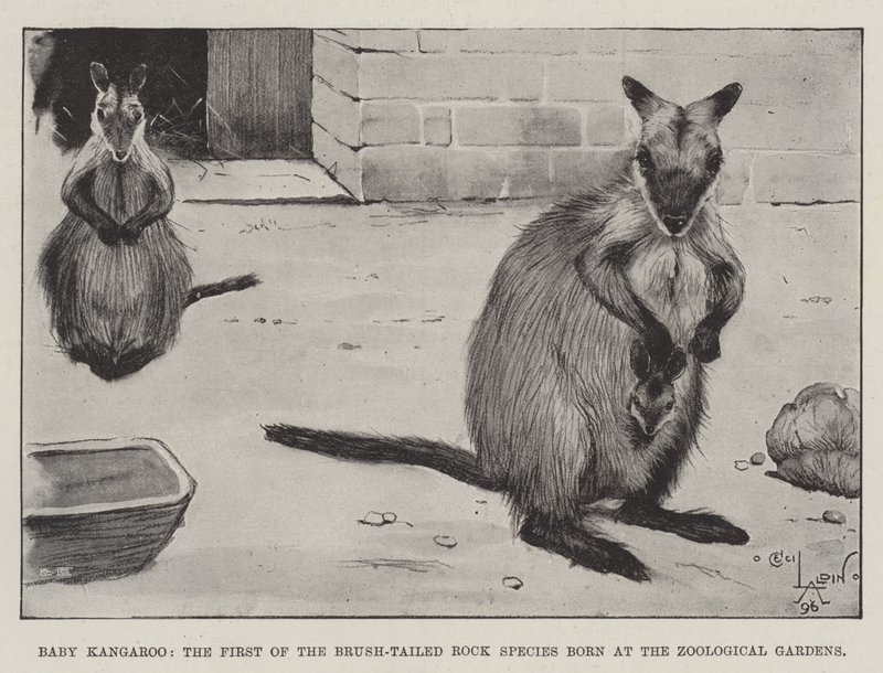 Fırça Kuyruklu Kaya Türlerinin İlki, Hayvanat Bahçelerinde Doğan Bebek Kanguru by Cecil Charles Windsor Aldin