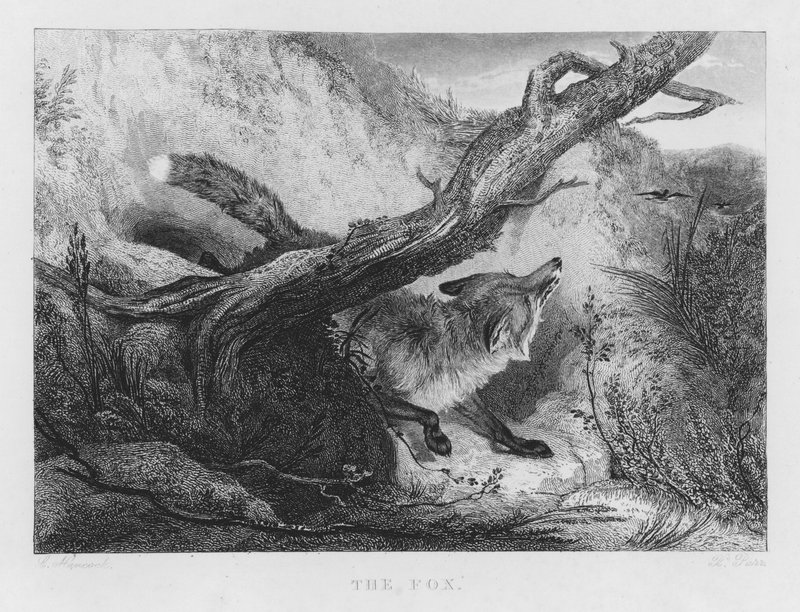 Tilki (gravür) by Charles (after) Hancock