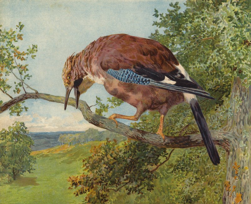 Avrasya Jay (kromolitho) by Charles Collins