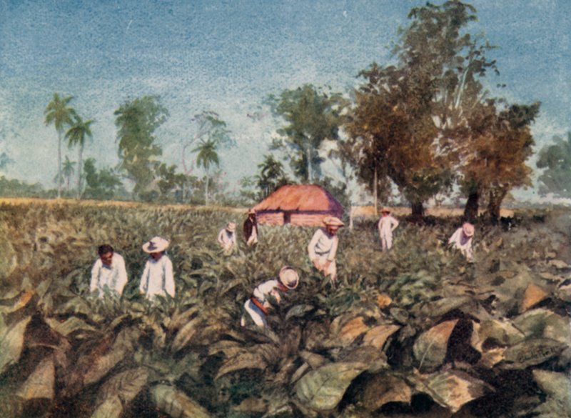 Tütün ekimi, Küba (renkli taş) by Claude Pratt