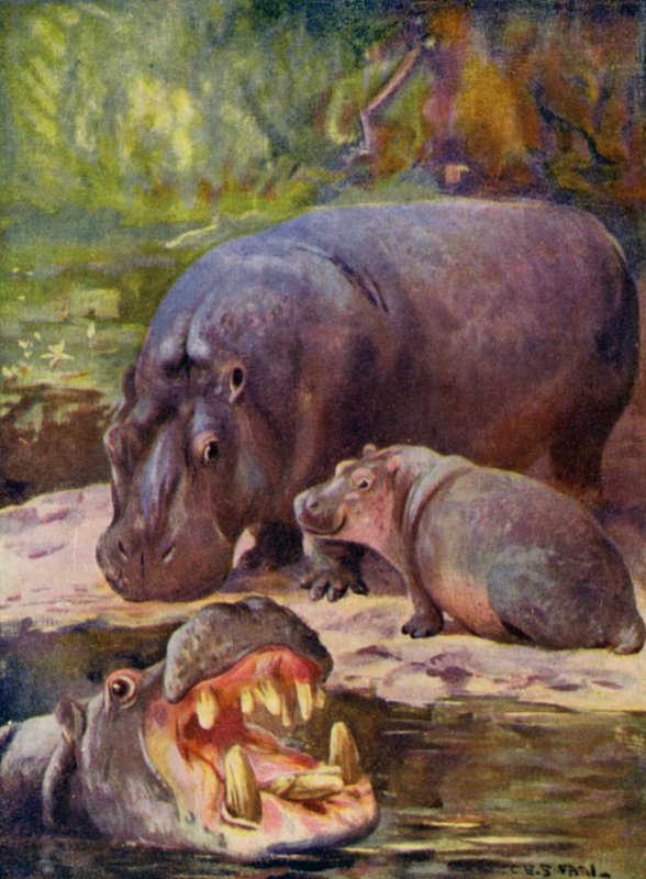 Hayvanat bahçesinde: Su aygırı (renkli taş) by Cuthbert Edmund Swan