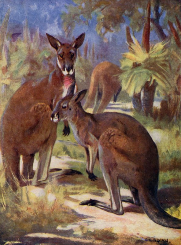 Hayvanat Bahçesinde: Kangurular (renkli taş) by Cuthbert Edmund Swan