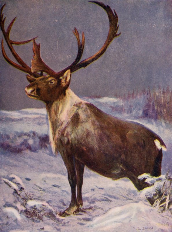Hayvanat bahçesinde: Ren geyiği (renkli taş) by Cuthbert Edmund Swan