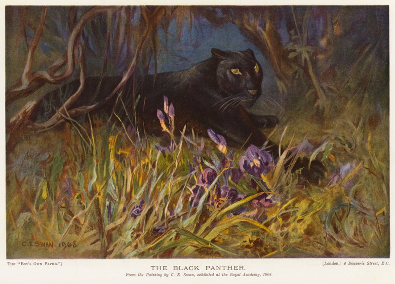 Kara Panter (renkli taş) by Cuthbert Edmund Swan