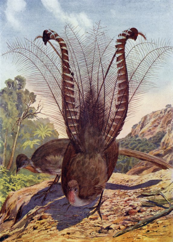 lir kuşu by E.H. Fitchew