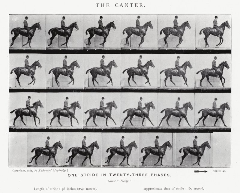 Eadweard Muybridge: Canter by Eadweard Muybridge
