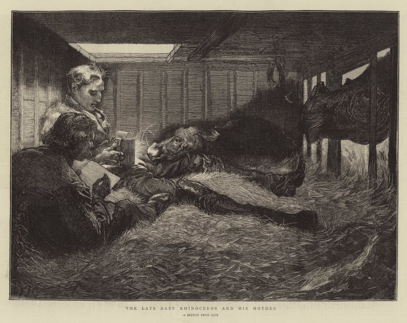 Geç Bebek Gergedan ve Annesi by Edward John Gregory