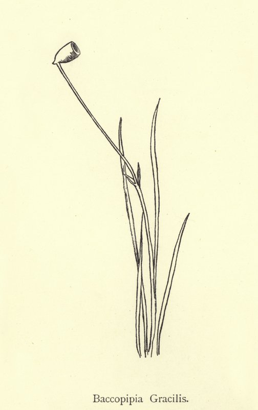 Baccopipia Gracilis by Edward Lear