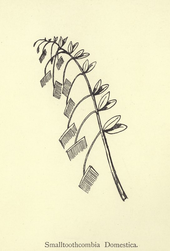 Smalltoothcombia Yurtiçi by Edward Lear